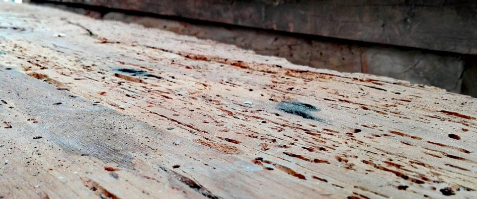 Legno vivo